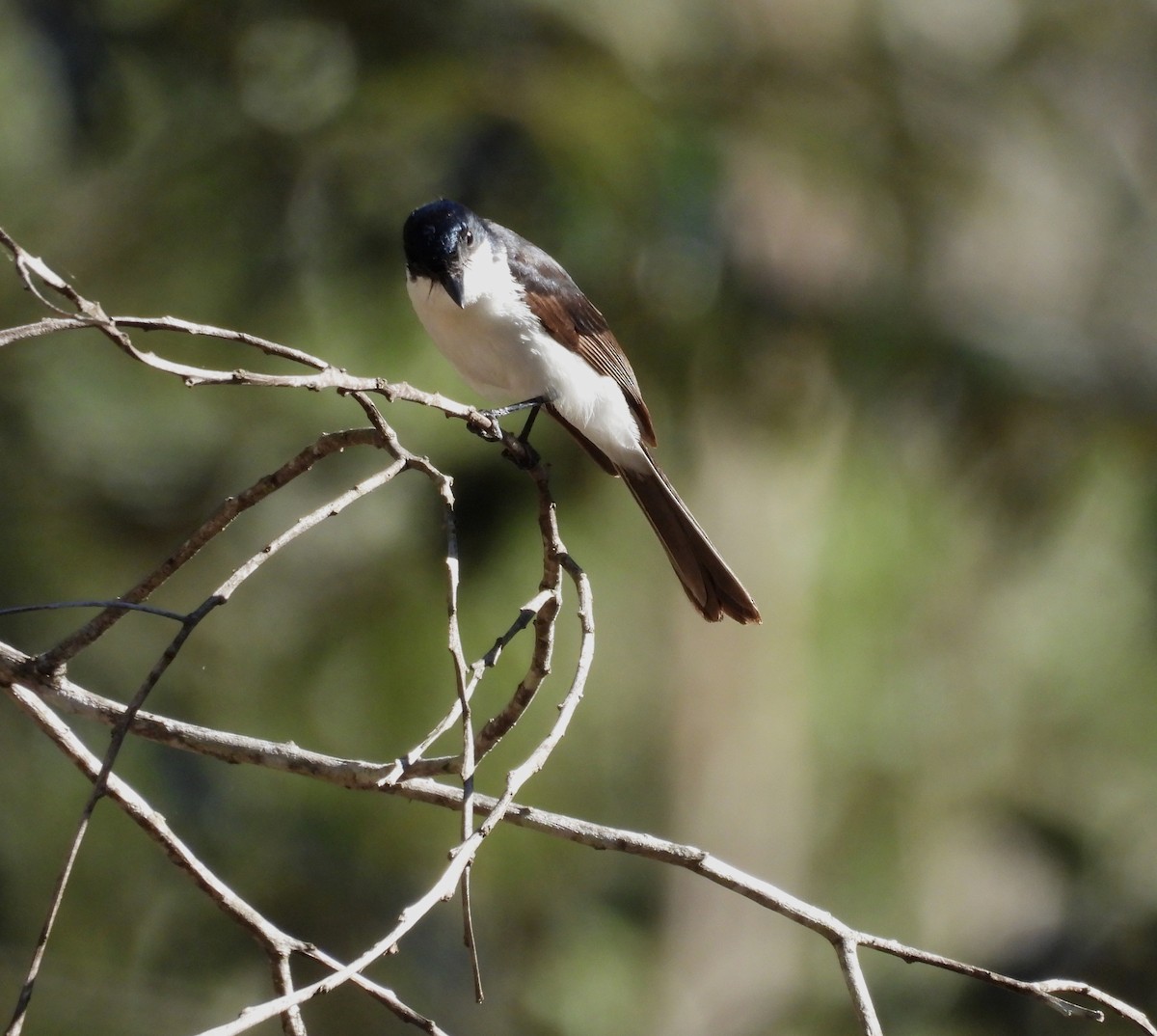 Restless Flycatcher - ML638478497