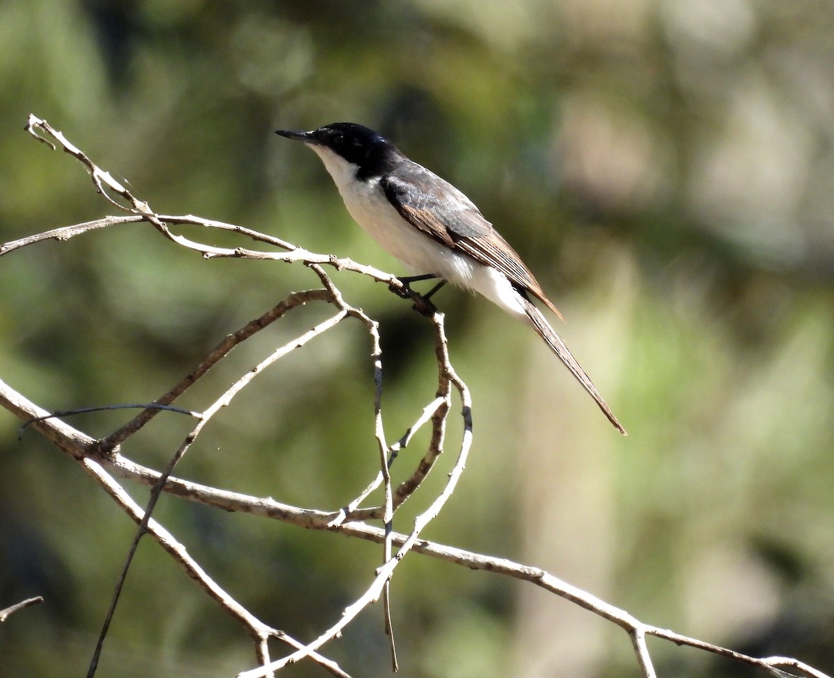 Restless Flycatcher - ML638478502
