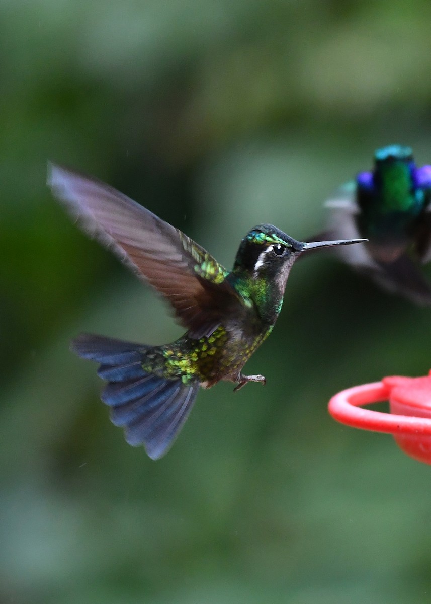 Purple-throated Mountain-gem - ML638478515