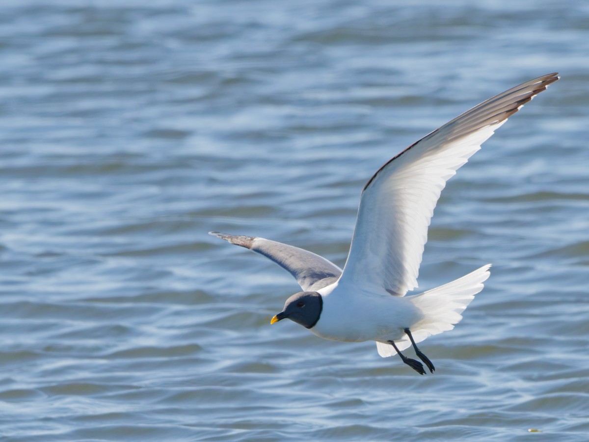 Sabine's Gull - ML638478517