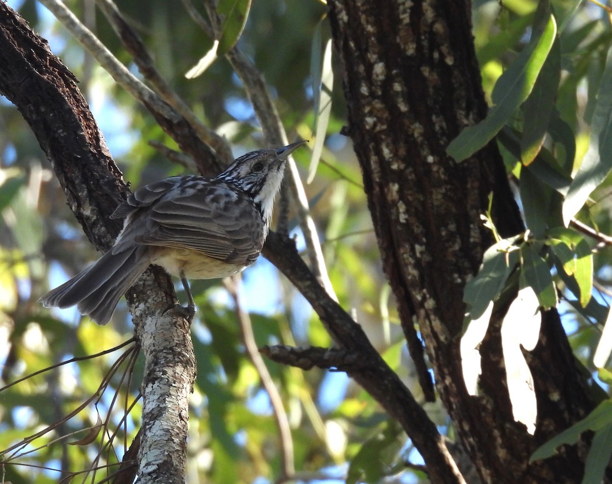 Striped Honeyeater - ML638478553