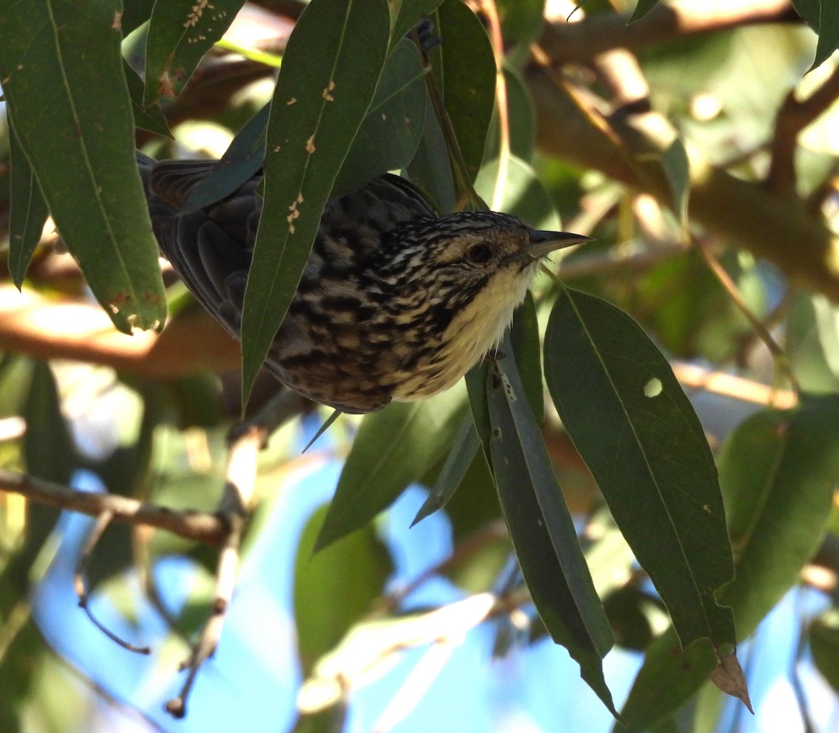 Striped Honeyeater - ML638478559