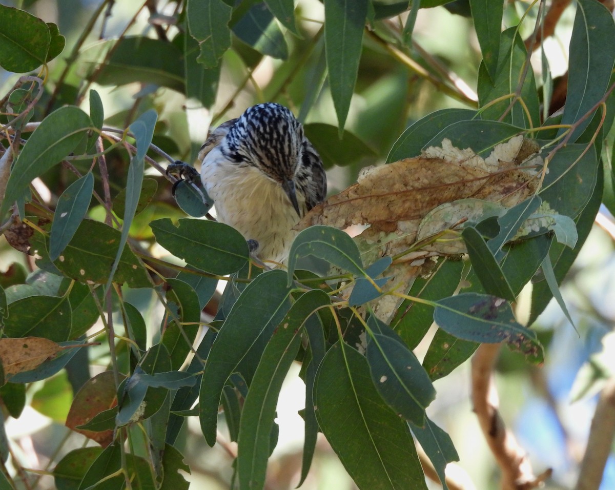 Striped Honeyeater - ML638478562