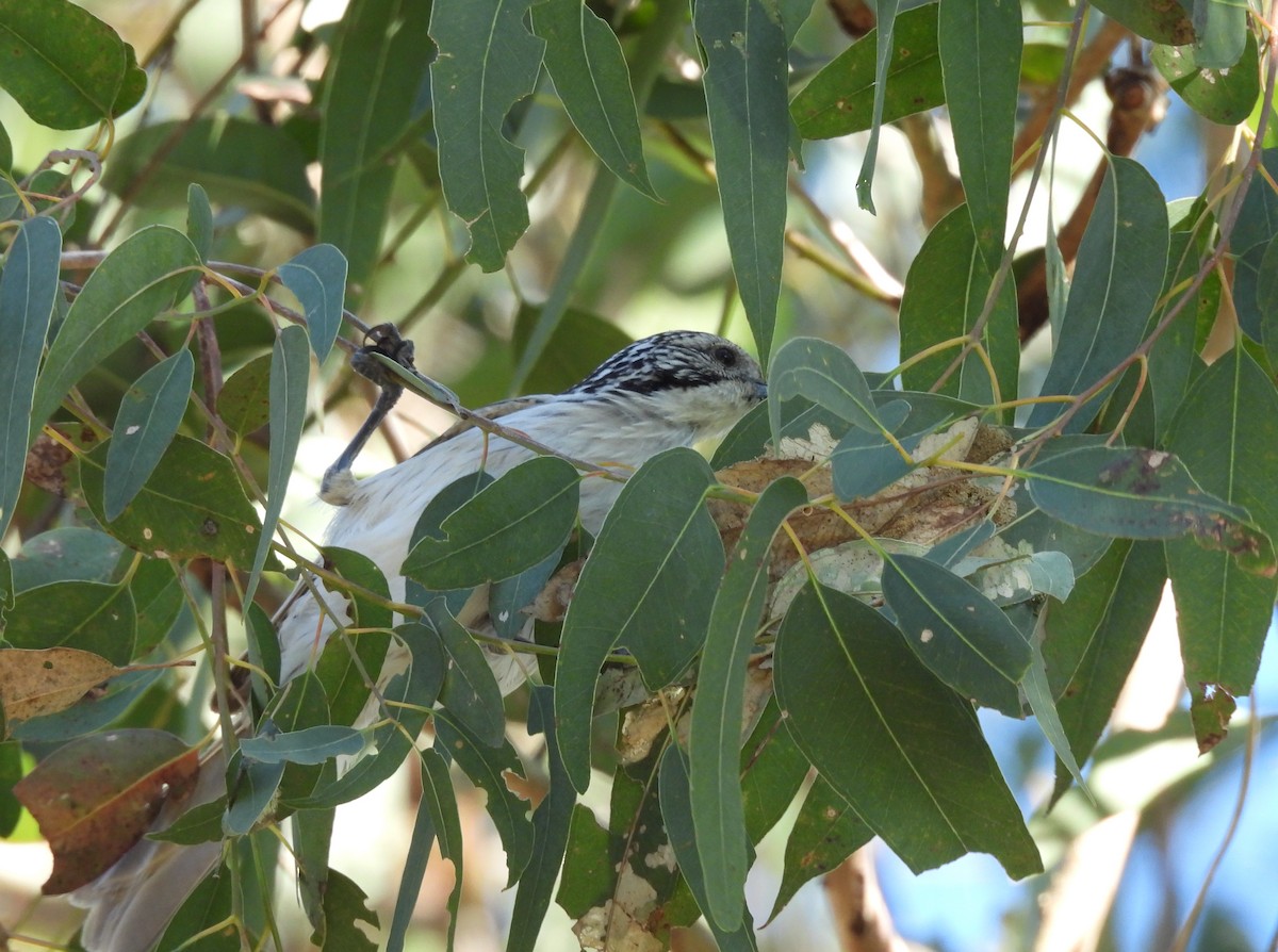 Striped Honeyeater - ML638478569