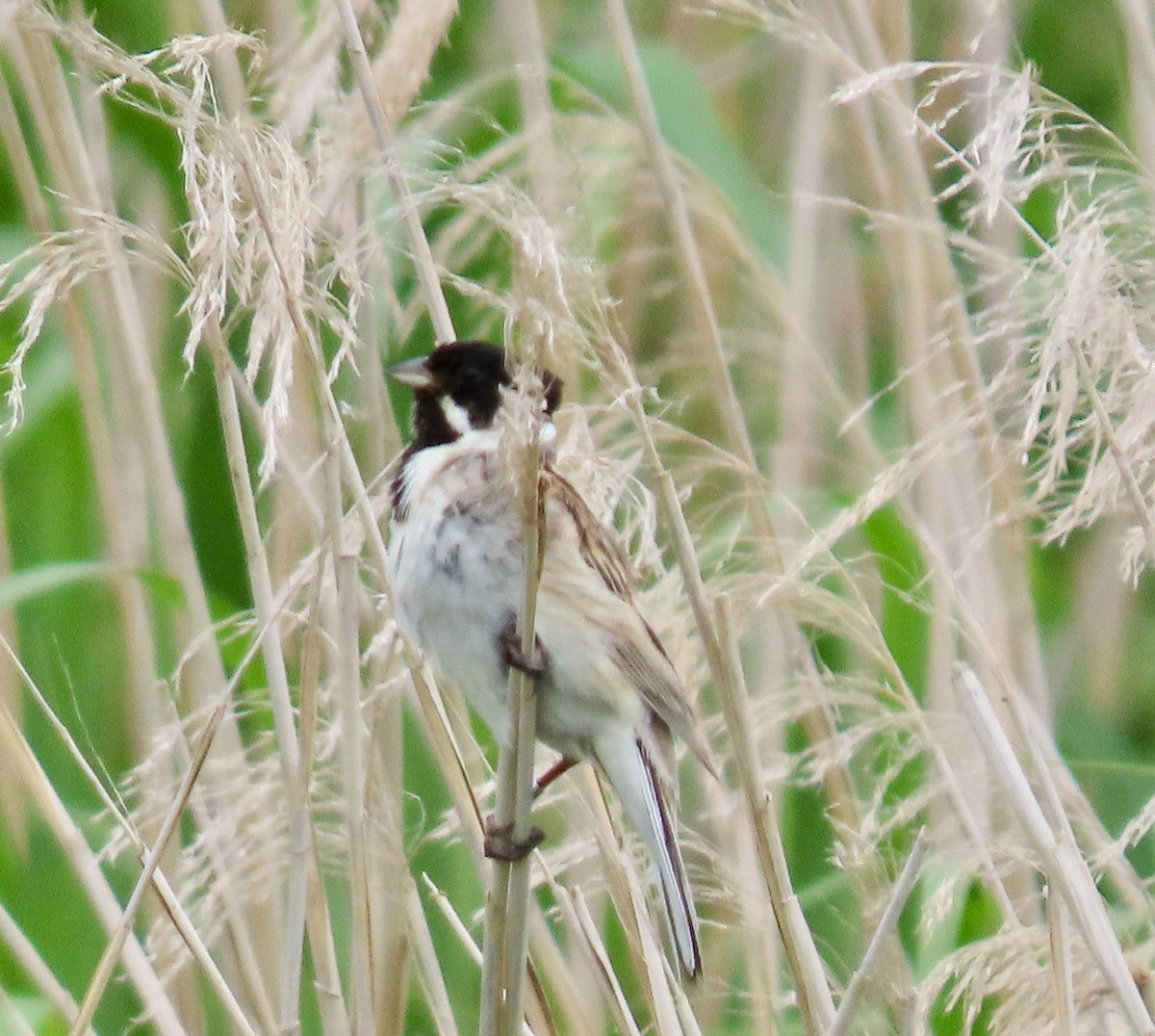 Reed Bunting - ML638478598