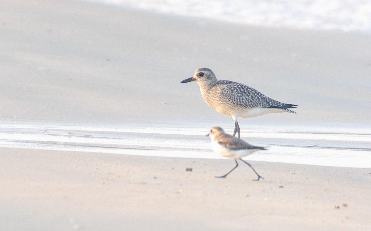 Chorlito Gris - ML638478657