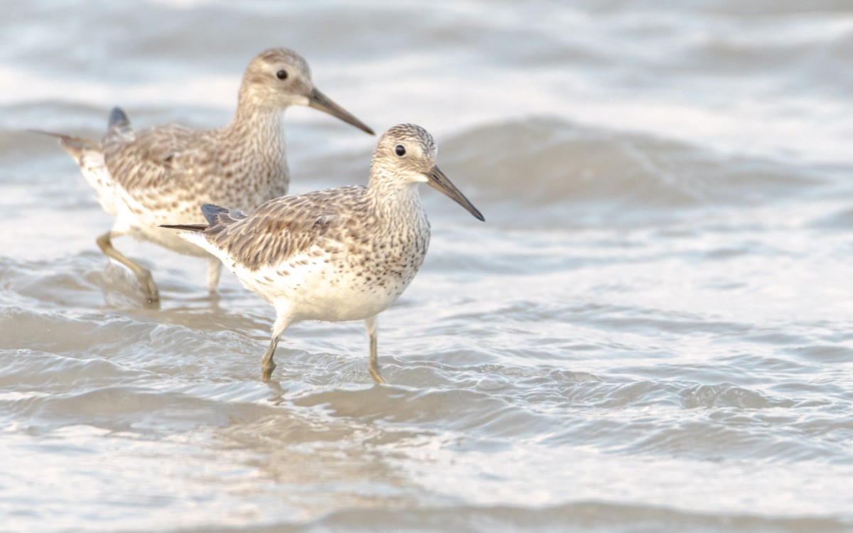 Correlimos Grande - ML638478659