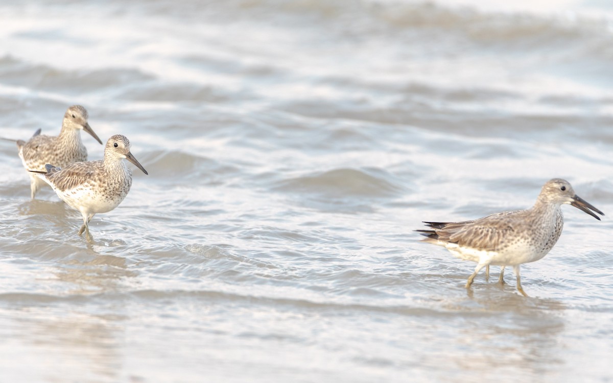 Correlimos Grande - ML638478660