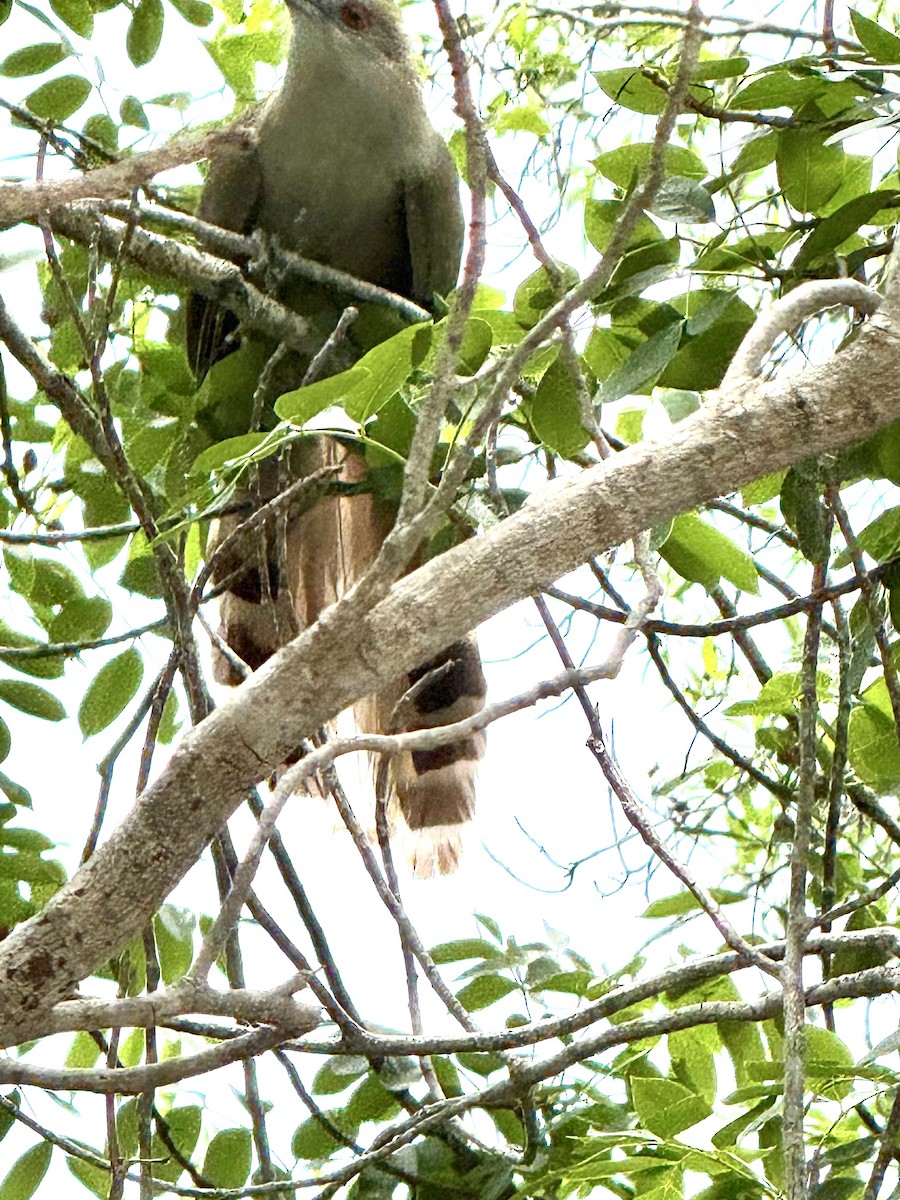 Great Lizard-Cuckoo - ML638478667