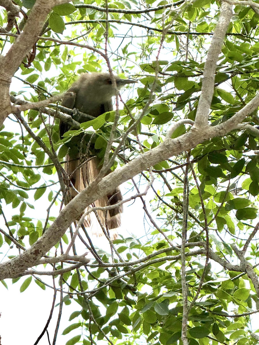 Great Lizard-Cuckoo - ML638478668
