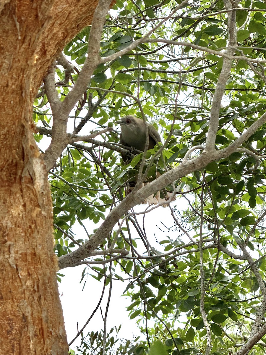 Great Lizard-Cuckoo - ML638478670