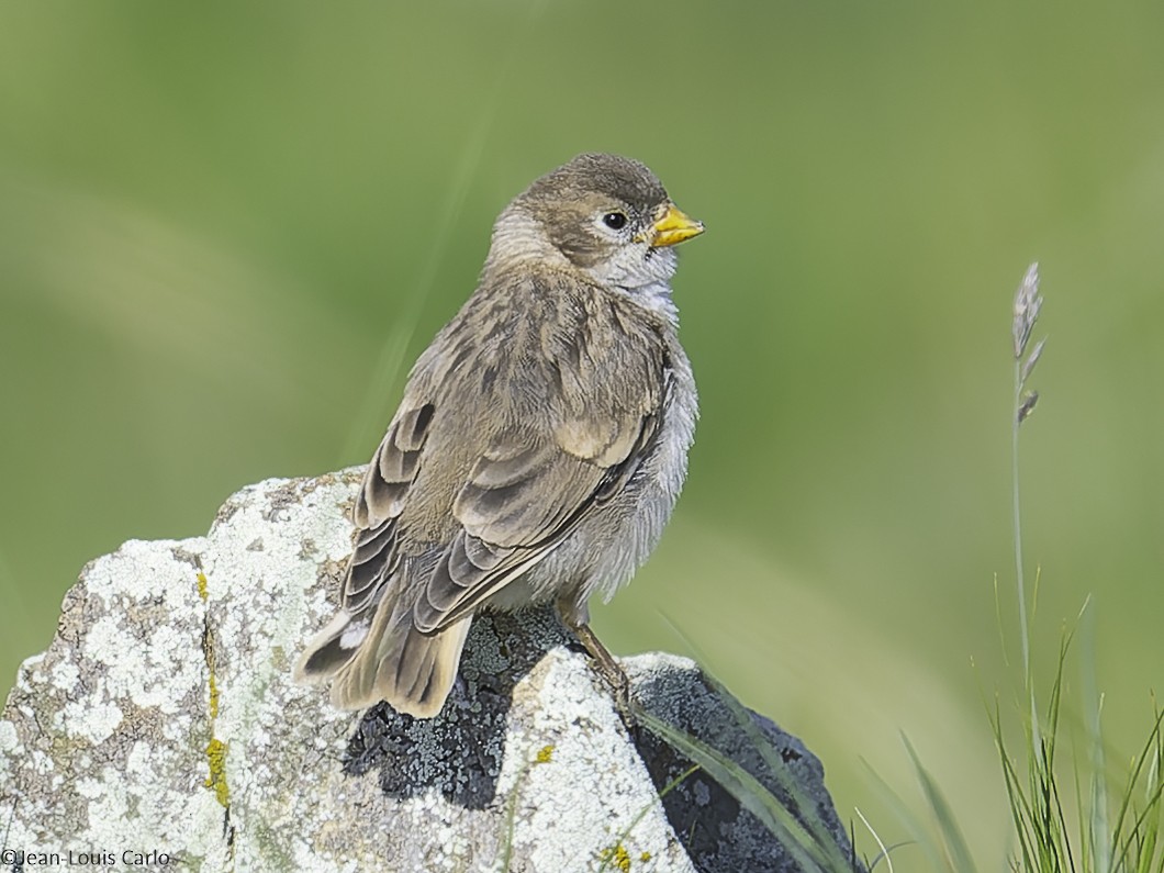 Pere David's Snowfinch - ML638478695