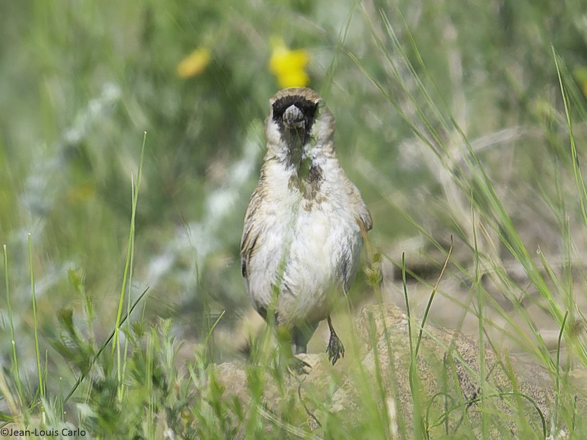Pere David's Snowfinch - ML638478696