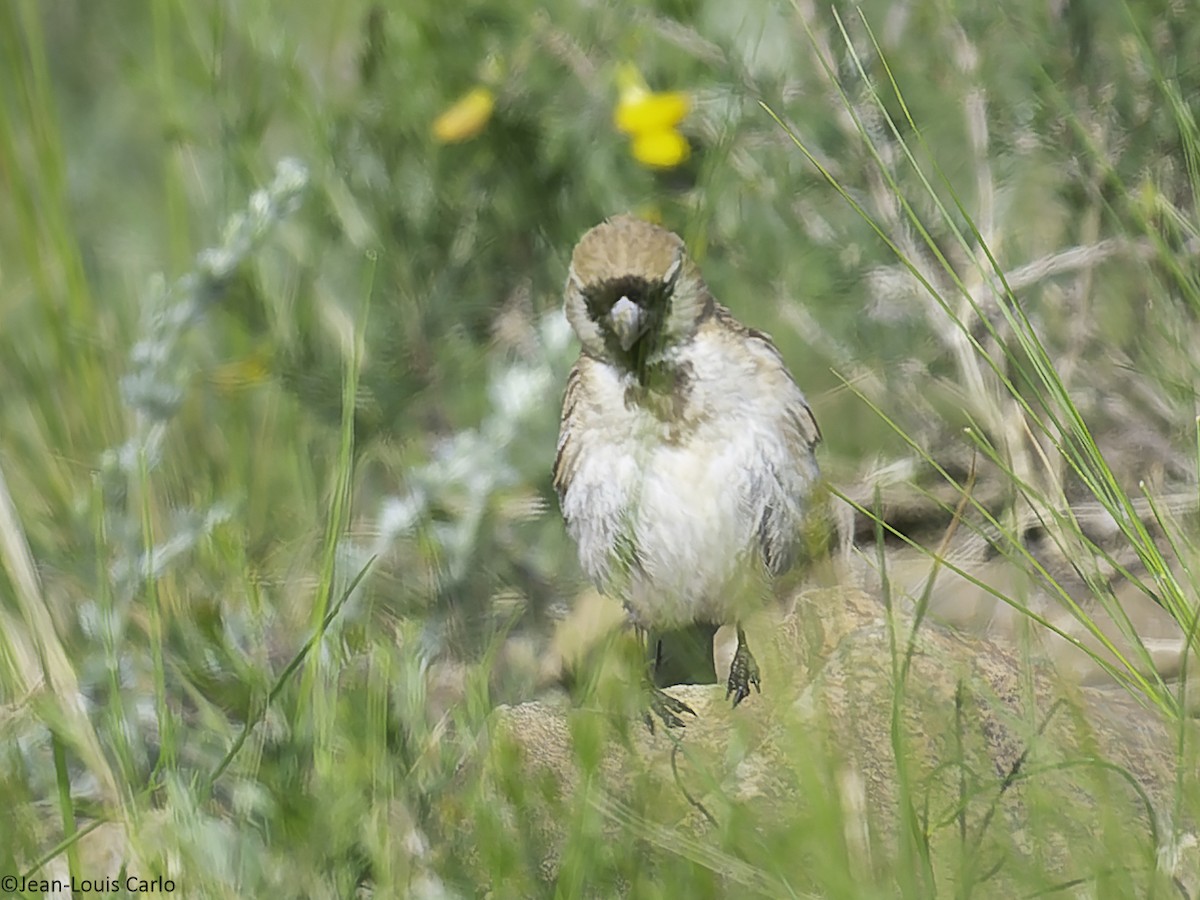 Pere David's Snowfinch - ML638478697