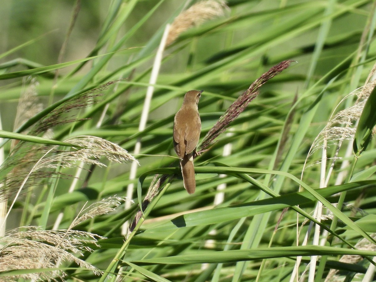 Savi's Warbler - ML638478703