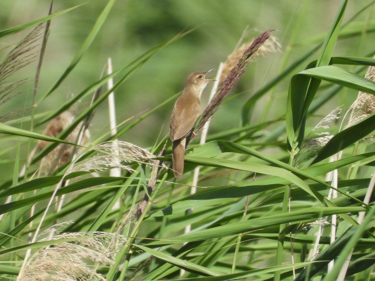 Savi's Warbler - ML638478704