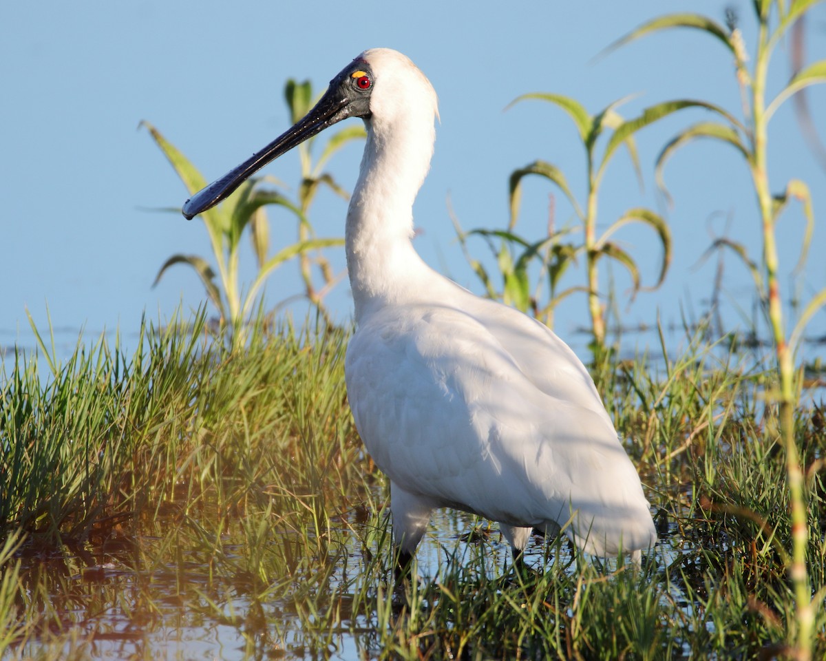 Royal Spoonbill - ML638478729