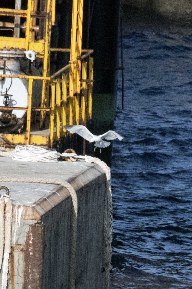 Audouin's Gull - ML638478732