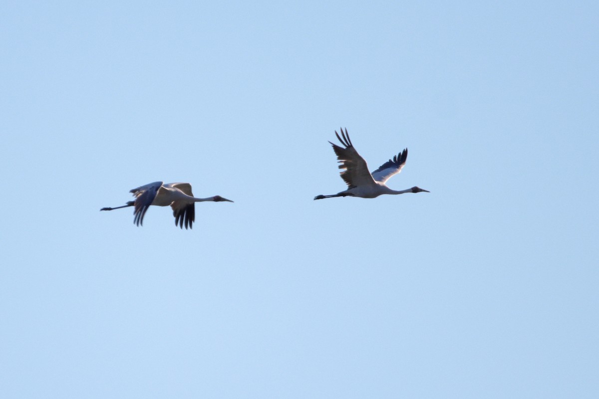 Brolga - ML638478738