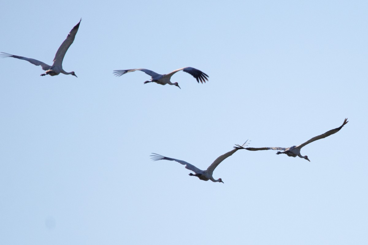 Brolga - ML638478739