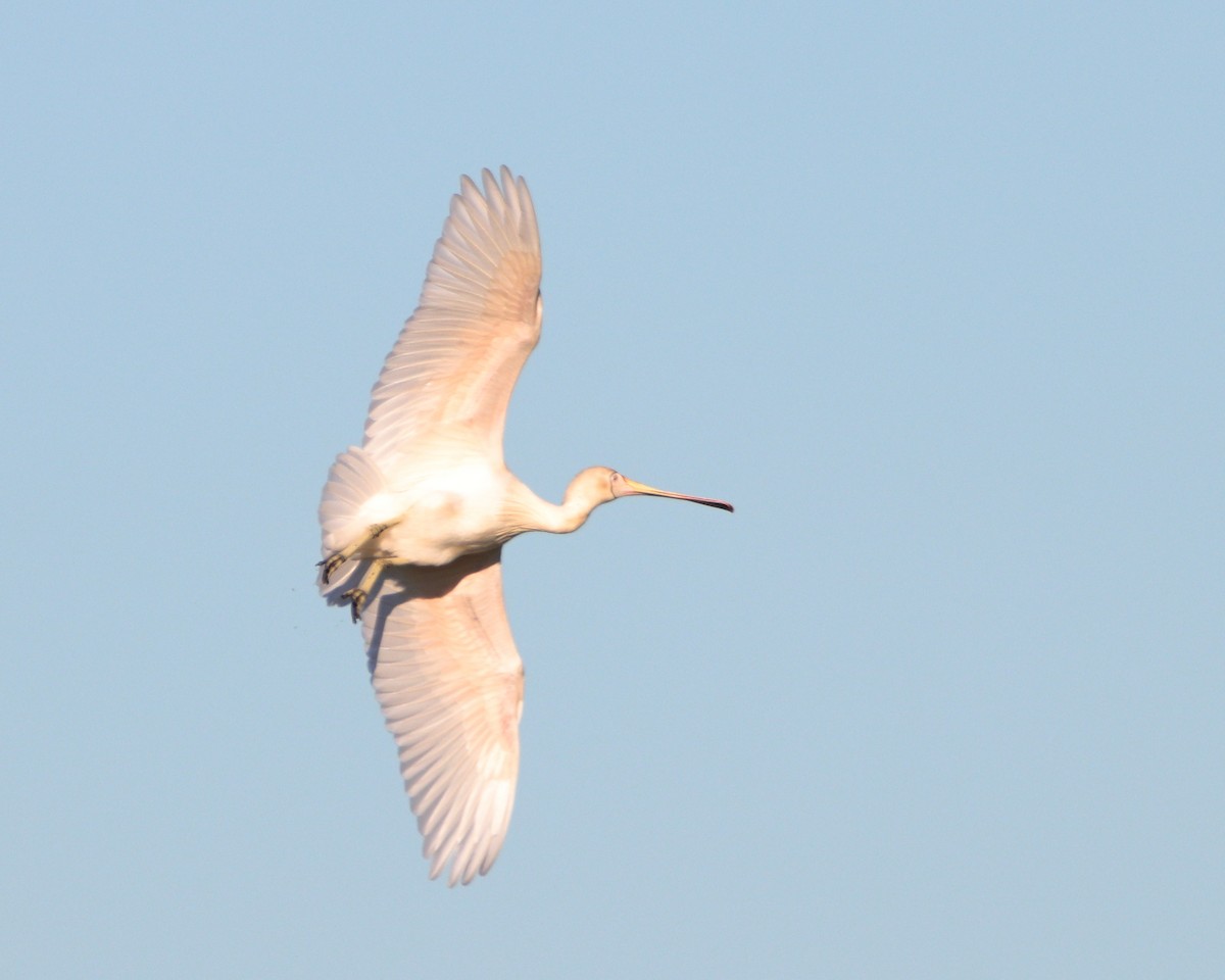 Yellow-billed Spoonbill - ML638478741