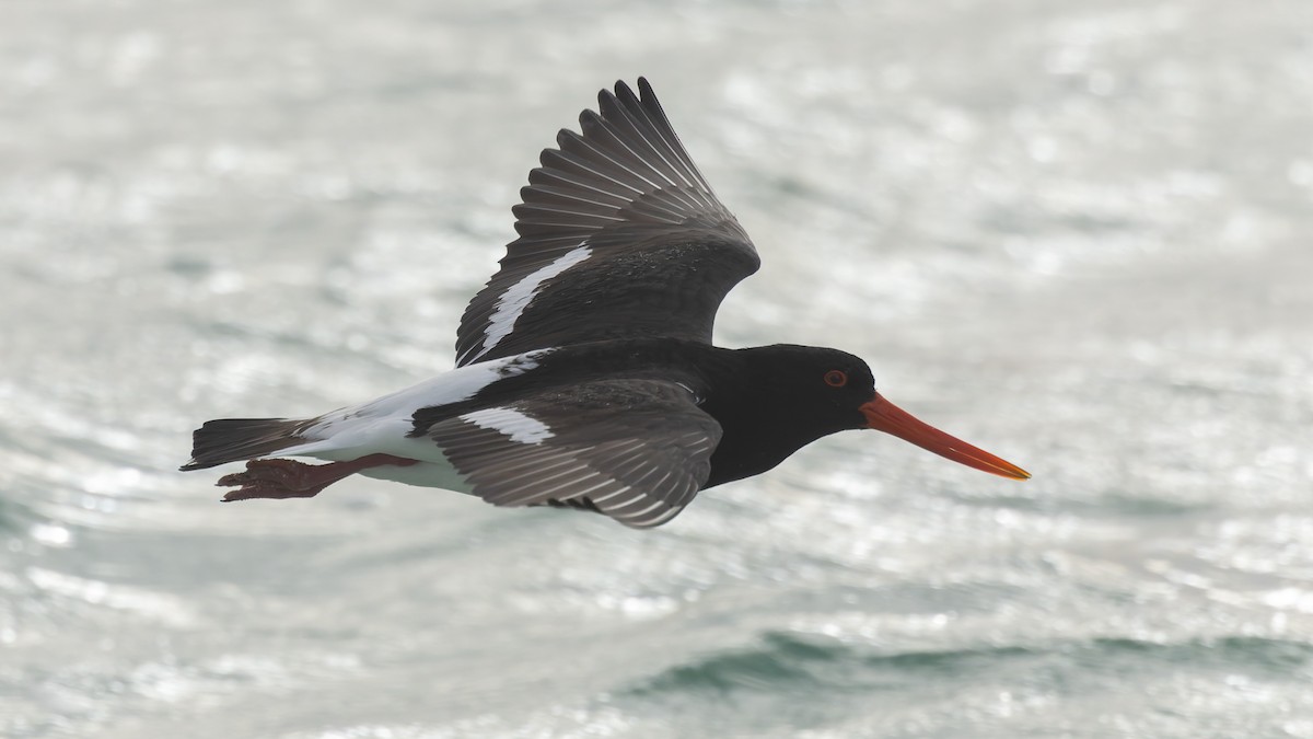 Pied Oystercatcher - ML638478748