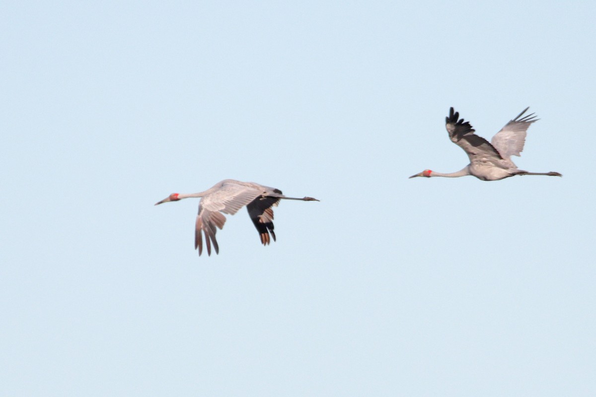 Brolga - ML638478753