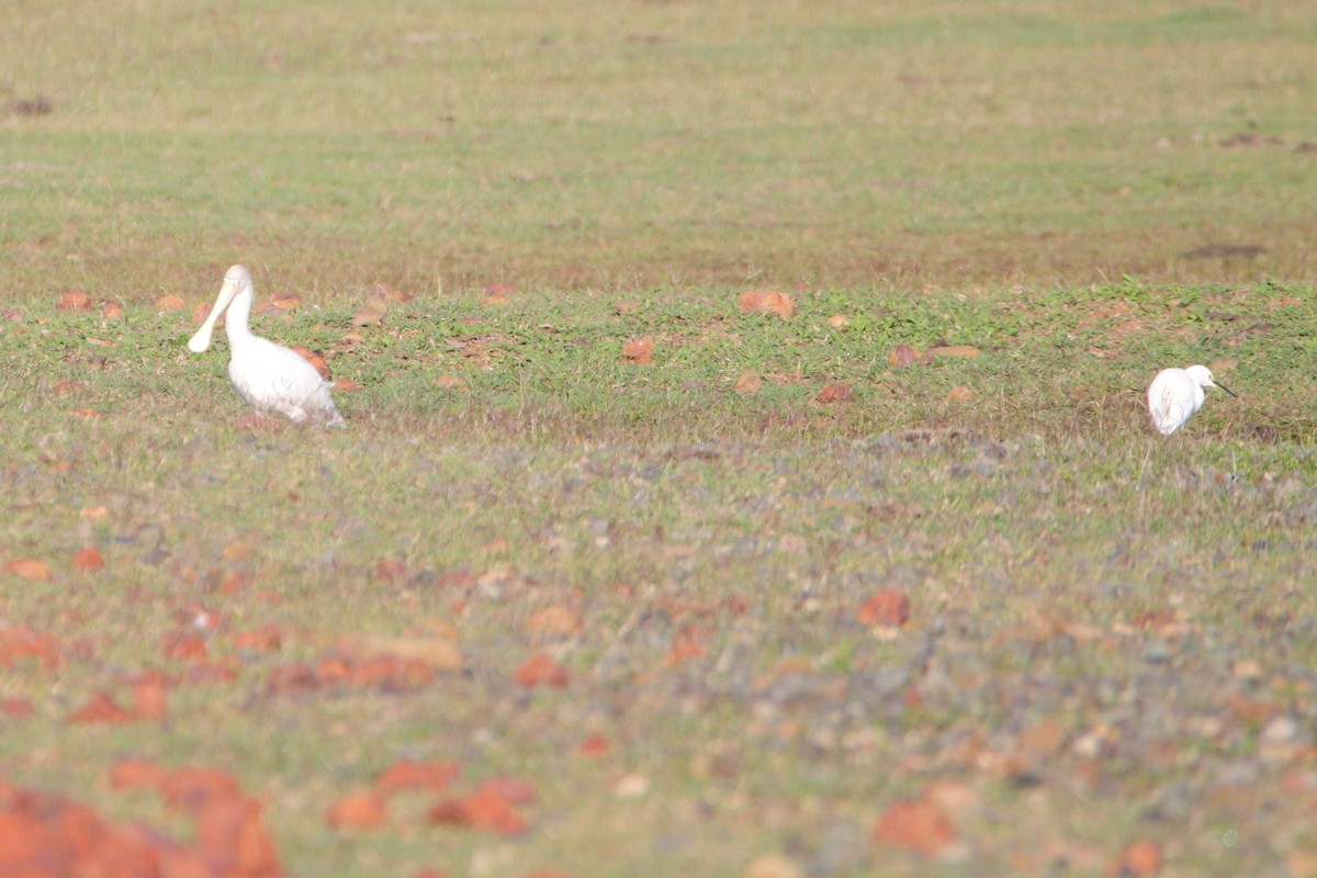 Yellow-billed Spoonbill - ML638478755