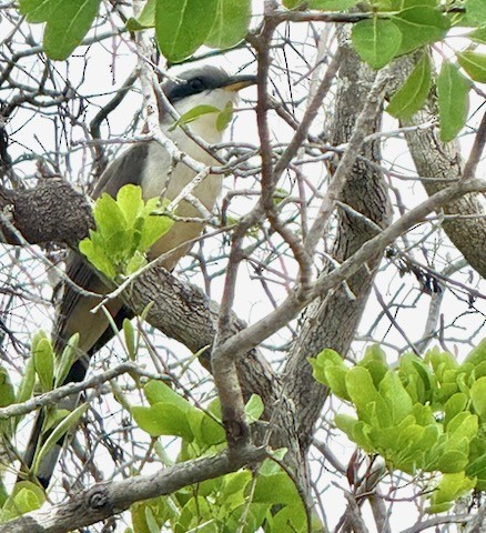 Mangrove Cuckoo - ML638478756