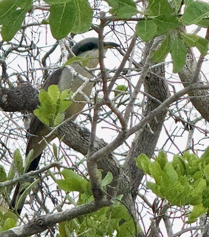 Mangrove Cuckoo - ML638478757
