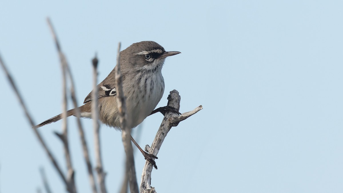 Spotted Scrubwren - ML638478758