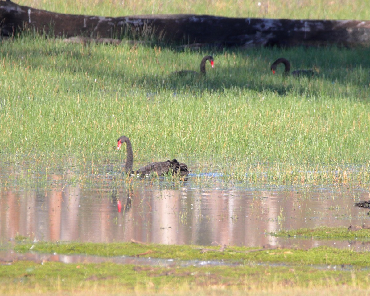 Black Swan - ML638478771