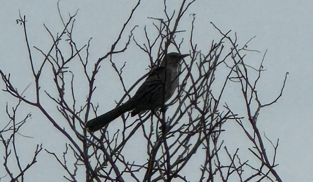 Bahama Mockingbird - ML638478777