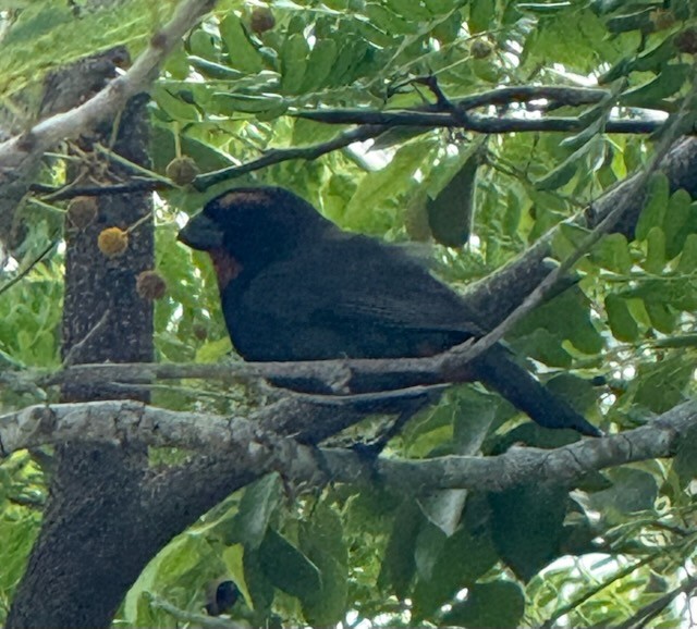 Greater Antillean Bullfinch - ML638478780
