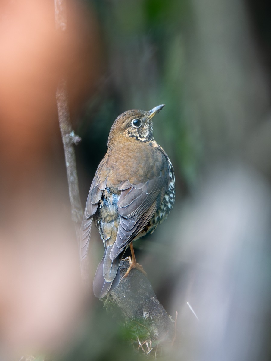 Alpine Thrush - ML638478783