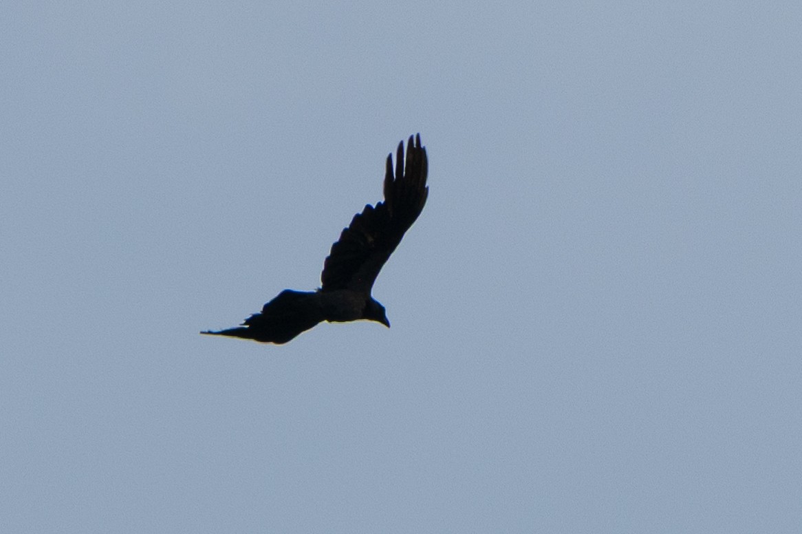 Leş Kargası - ML638478847