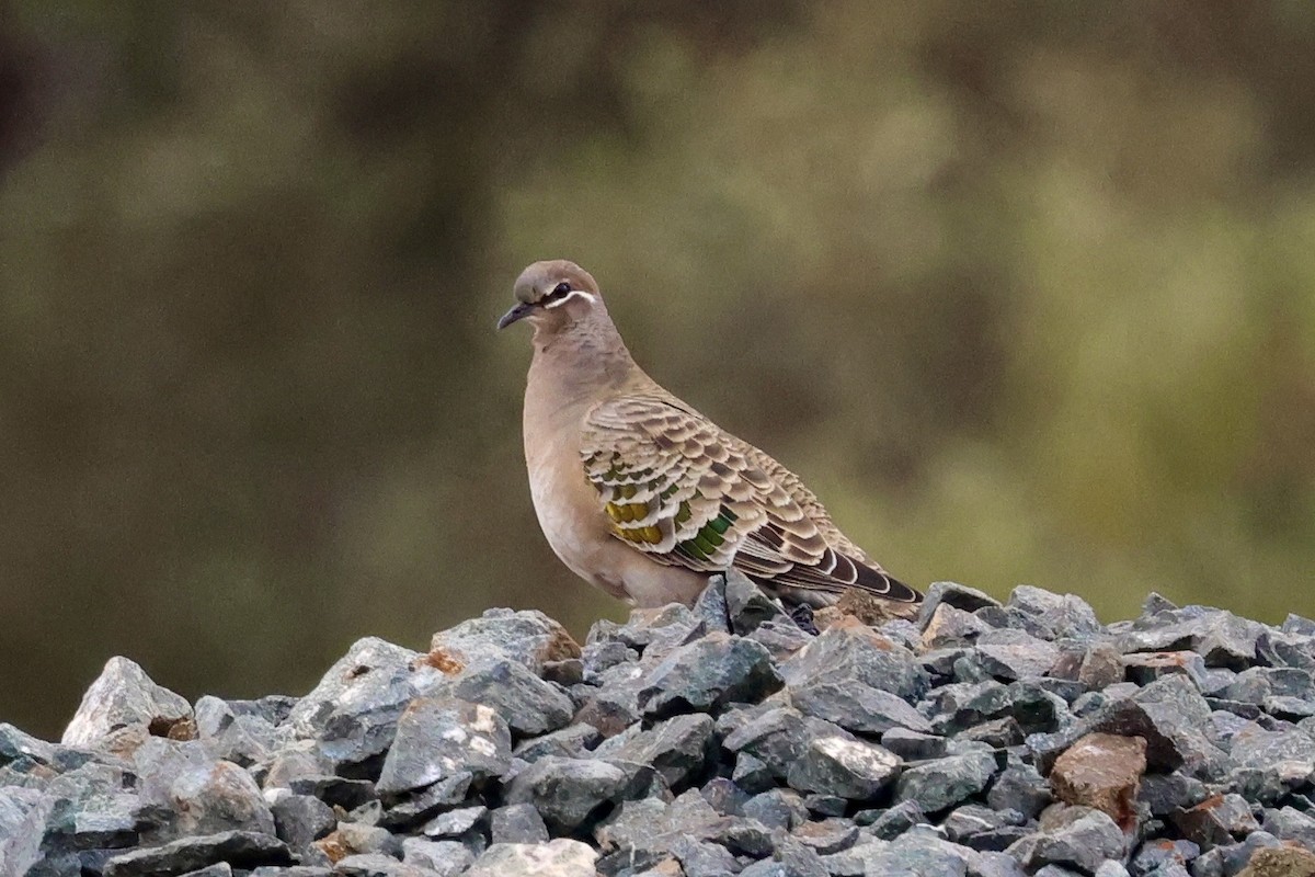 Common Bronzewing - ML638478862