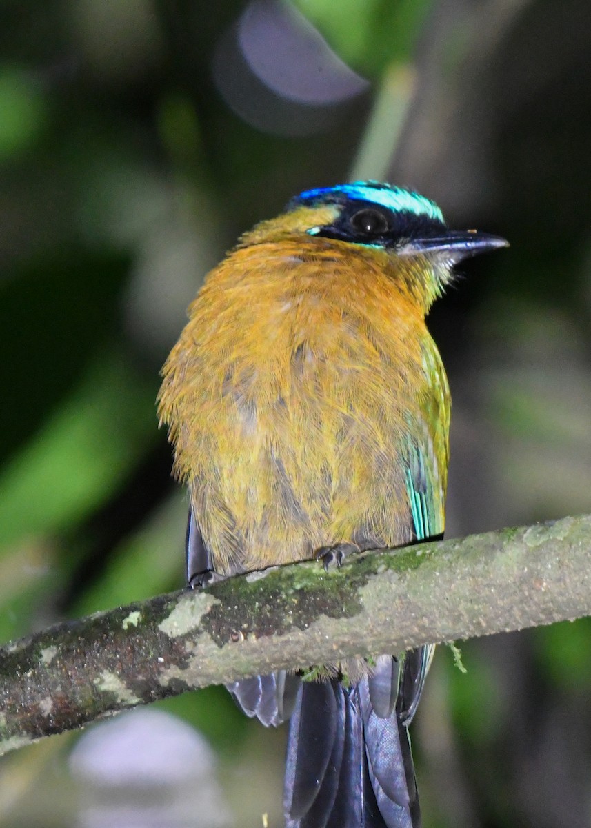 Lesson's Motmot - ML638478962