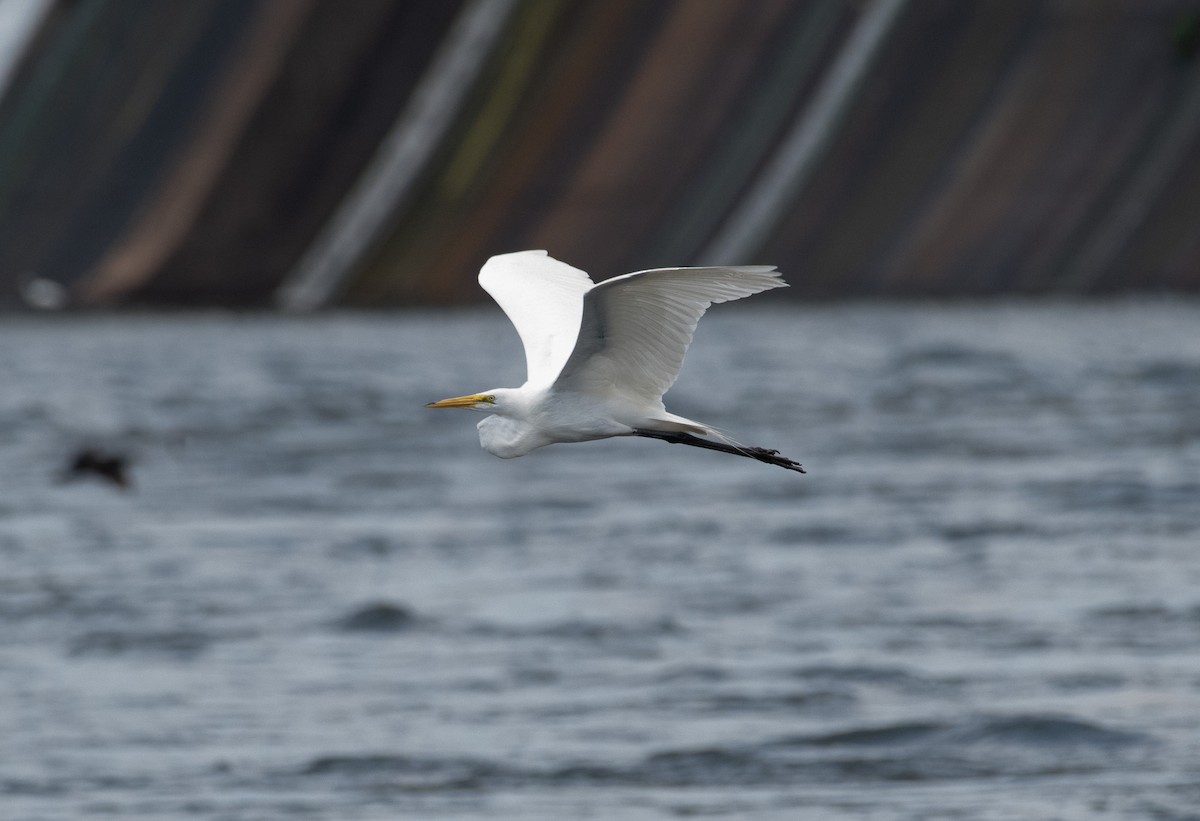 Great Egret - ML638478974