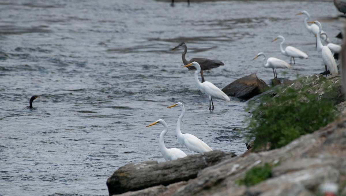 Great Egret - ML638478975