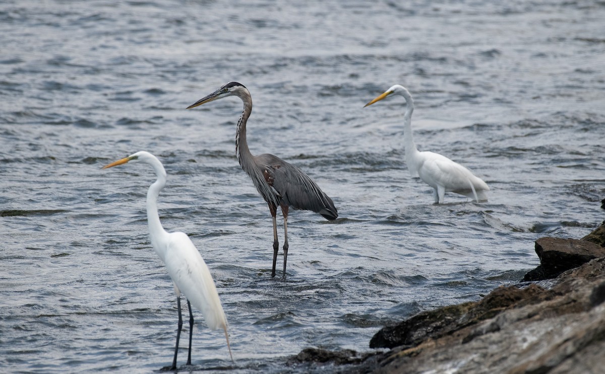 Great Egret - ML638478976