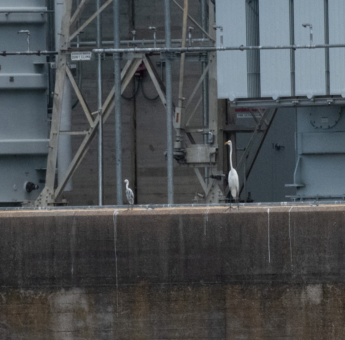 Little Blue Heron - ML638479001