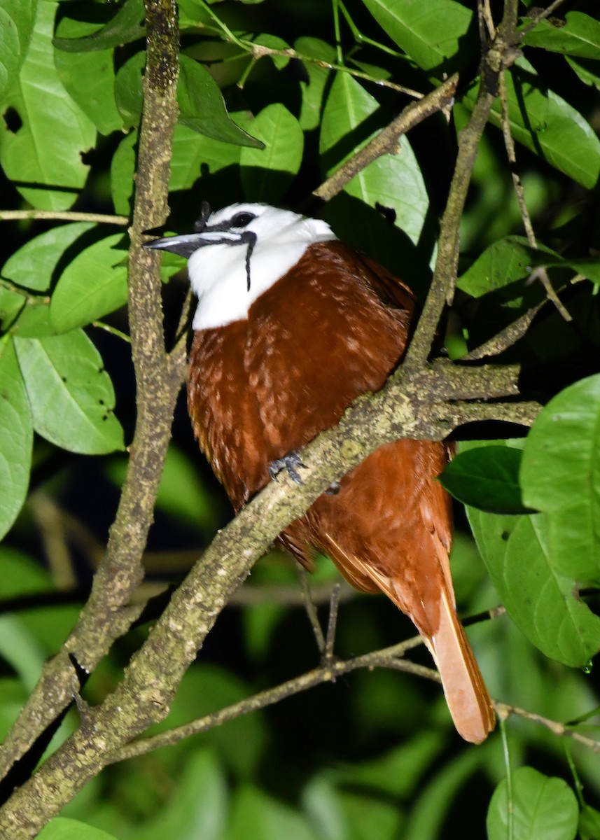 Three-wattled Bellbird - ML638479008