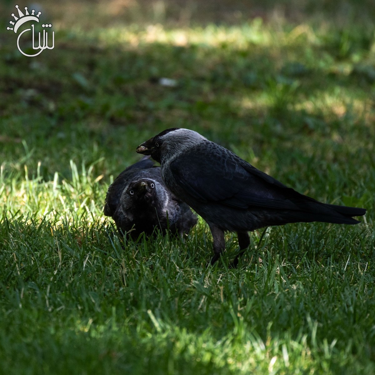 Eurasian Jackdaw - ML638479047