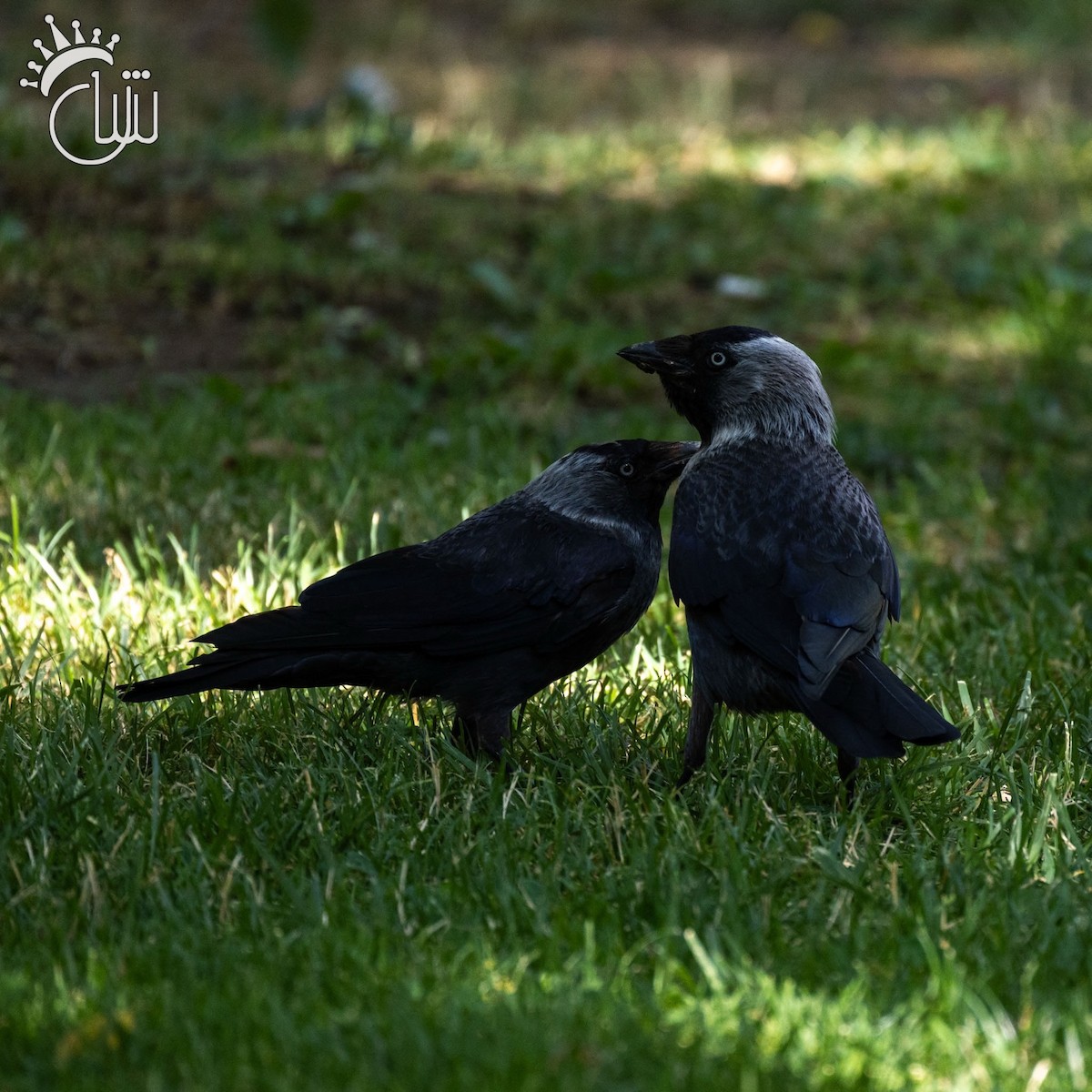 Eurasian Jackdaw - ML638479049