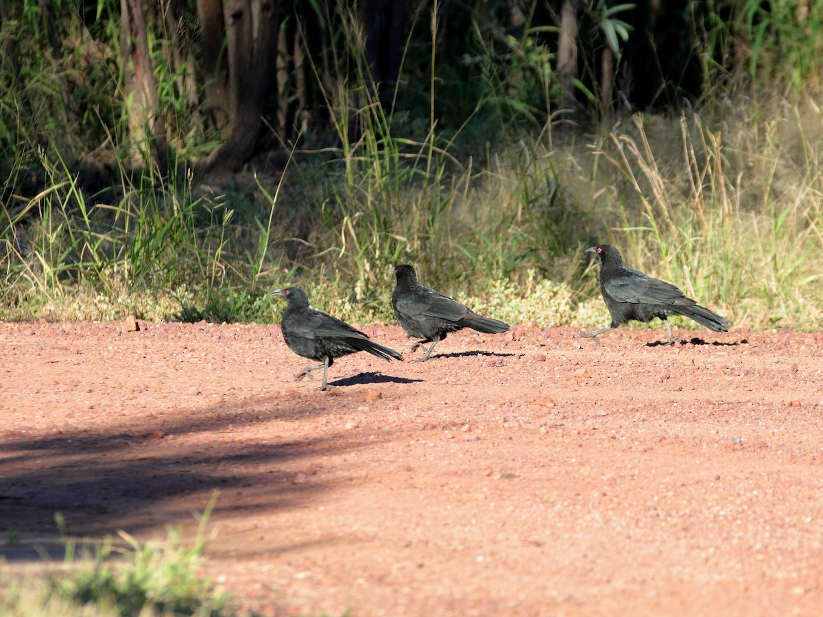 White-winged Chough - ML638479051