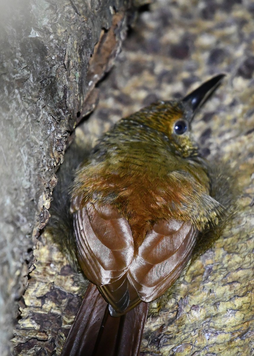 Northern Barred-Woodcreeper - ML638479067