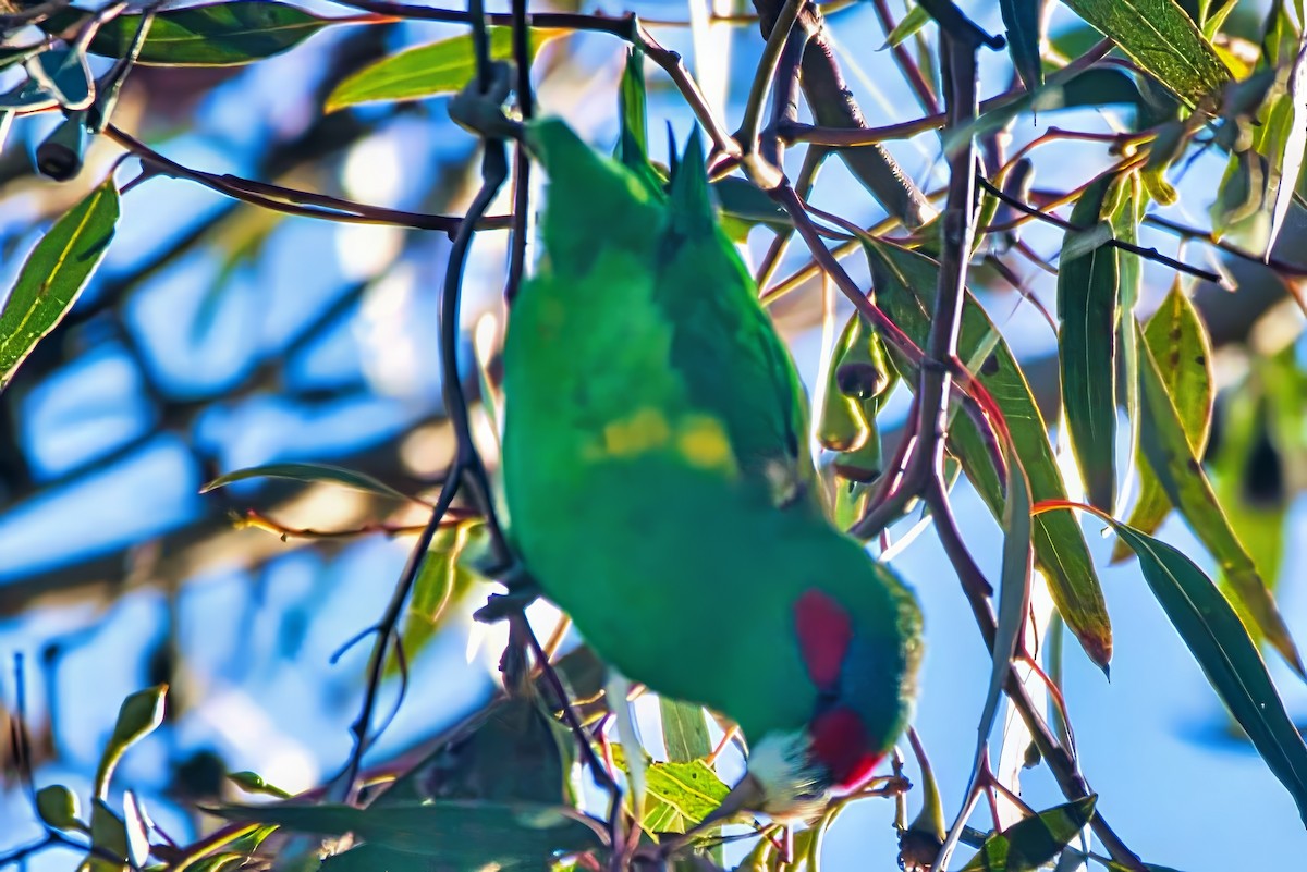 Musk Lorikeet - ML638479068