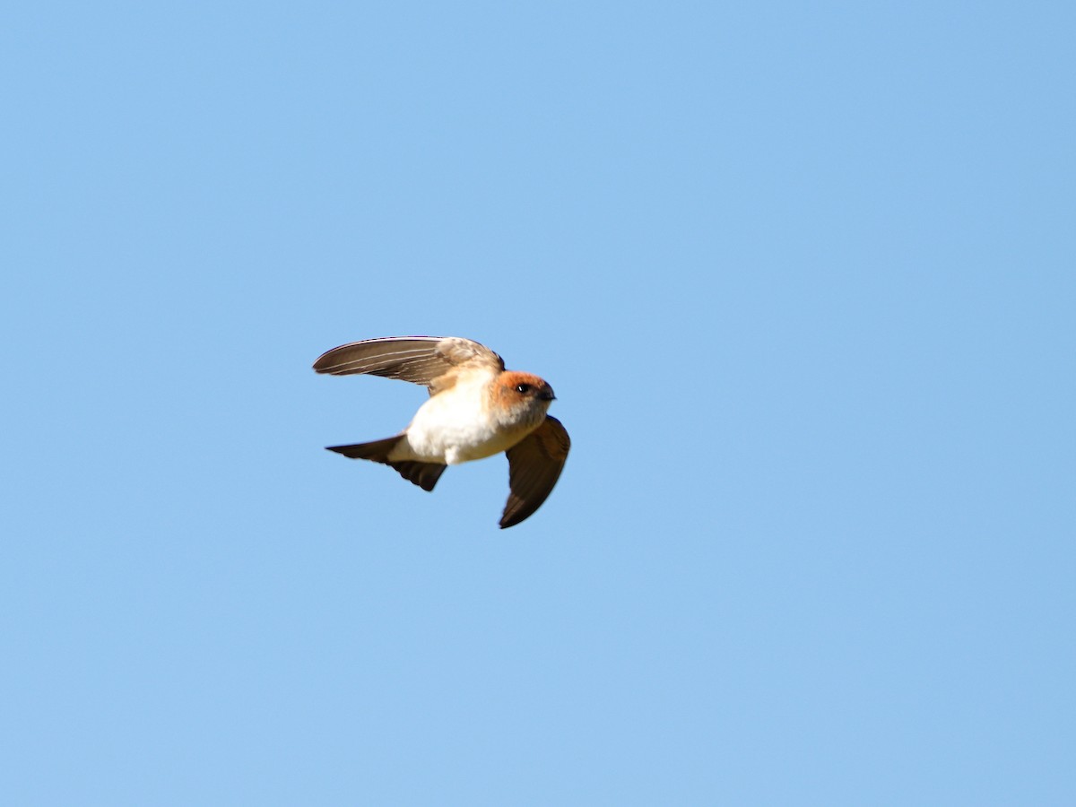 Fairy Martin - ML638479126