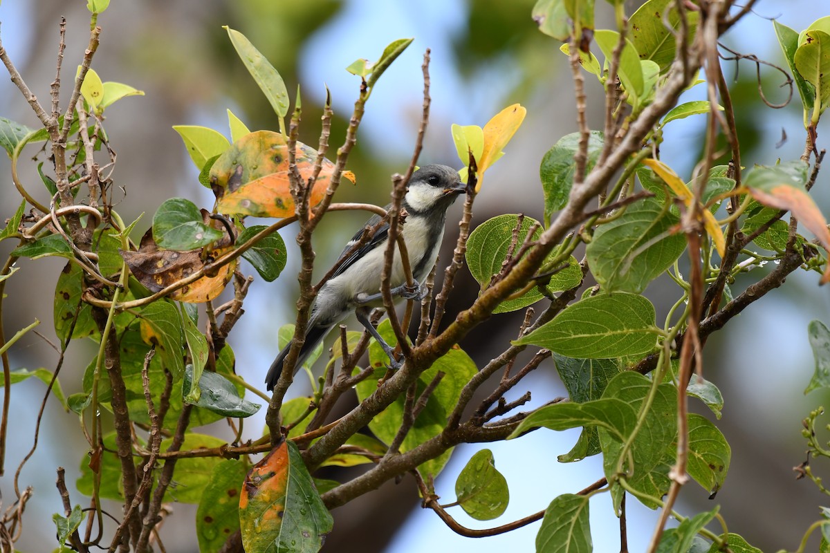 Asian Tit (Okinawa) - ML638479128
